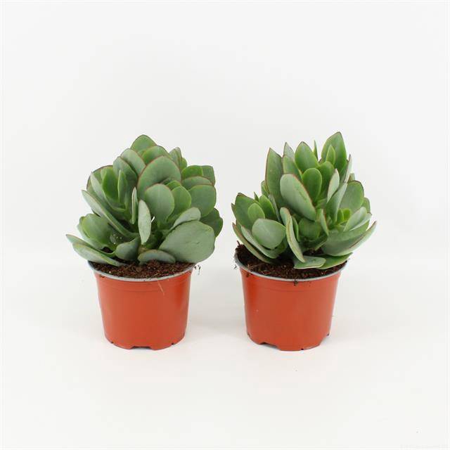 <h4>Crassula arborescens</h4>