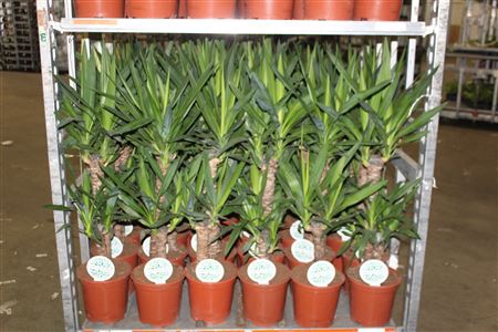 <h4>Yucca 2 Stekken</h4>