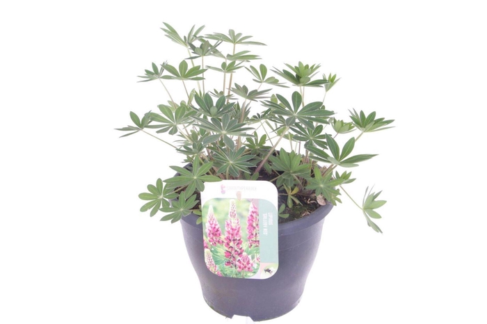 <h4>Lupinus Gallery Red</h4>