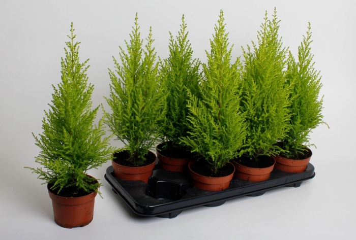 <h4>Cupressus macrocarpa</h4>