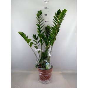 Zamioculcas zamiifolia