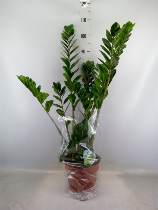 <h4>Zamioculcas zamiifolia</h4>