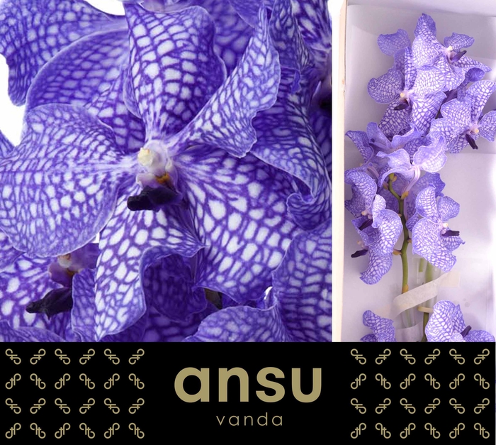 <h4>Vanda Delft Blue</h4>