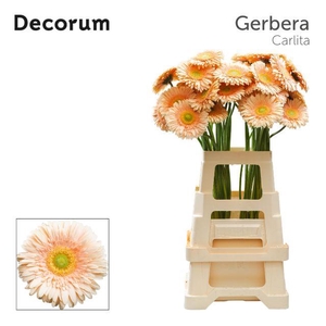 Gerbera Carlita Water x40 Lang