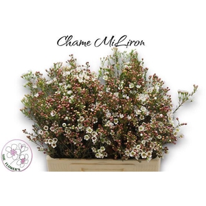 CHAME MI LIRON
