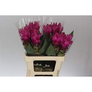 Curcuma Siam Soul