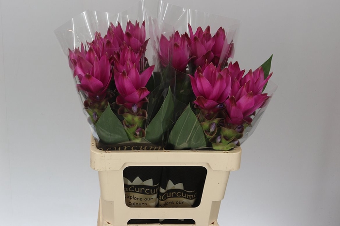 <h4>Curcuma Siam Soul</h4>