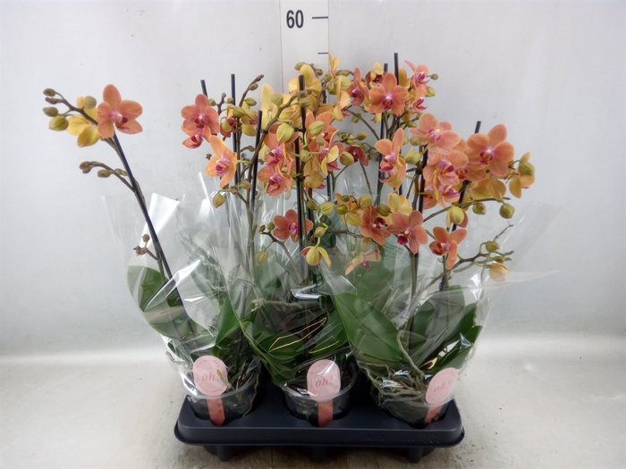 <h4>Phalaenopsis multi. 'FC SunsetLove'</h4>