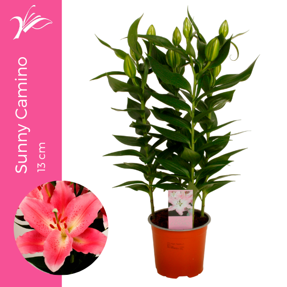 <h4>Lilium Sunny Camino 13 cm (or. lelie)</h4>