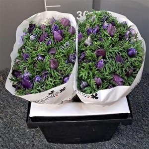 Anem Mistral Tiger Wine