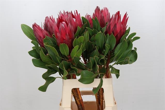 PROTEA CY MADIBA