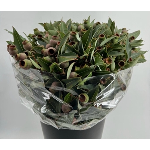 Euca Robusta Giant Balls*