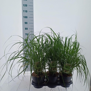 Pennisetum alopecuroides