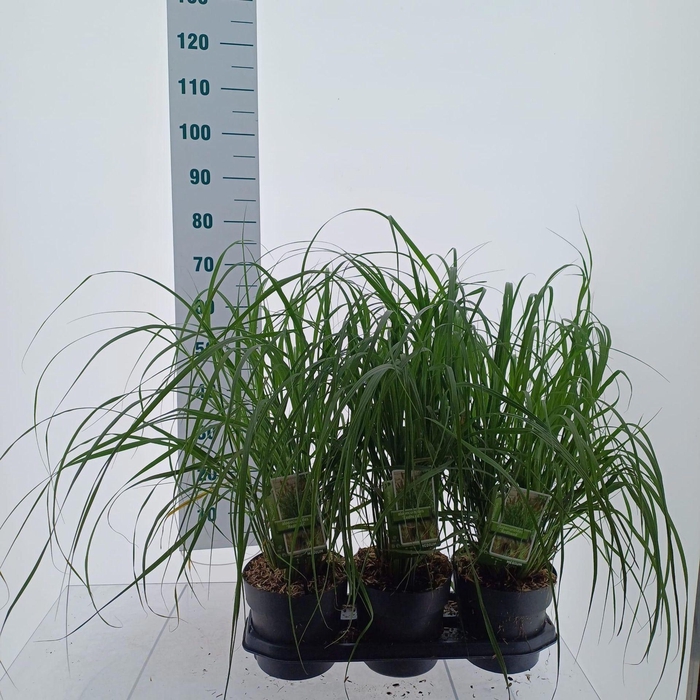 <h4>Pennisetum alopecuroides</h4>
