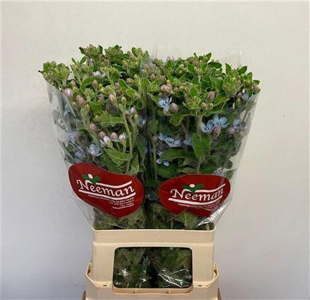 <h4>Oxypetal Tan Pur Blu</h4>