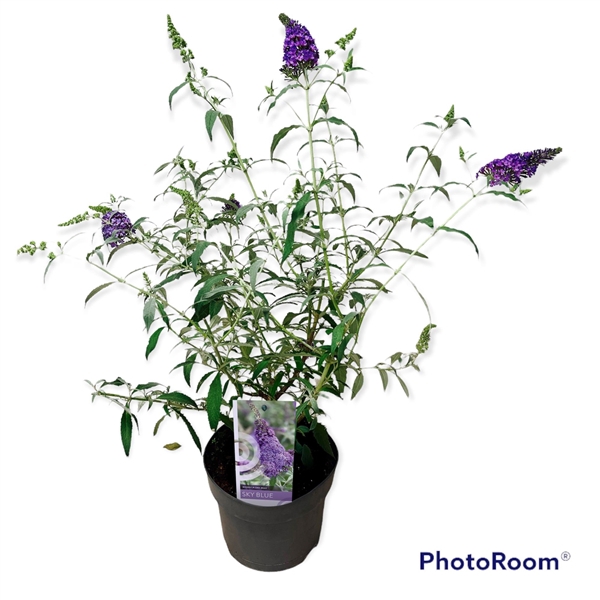 <h4>Buddleja dav. Buzz 'Sky Blue' P19</h4>