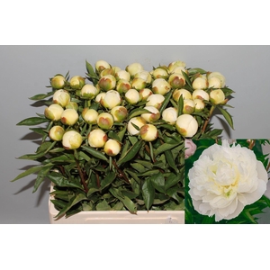 PAEONIA LACT. 'DUCHESSE DE NEMOUR'