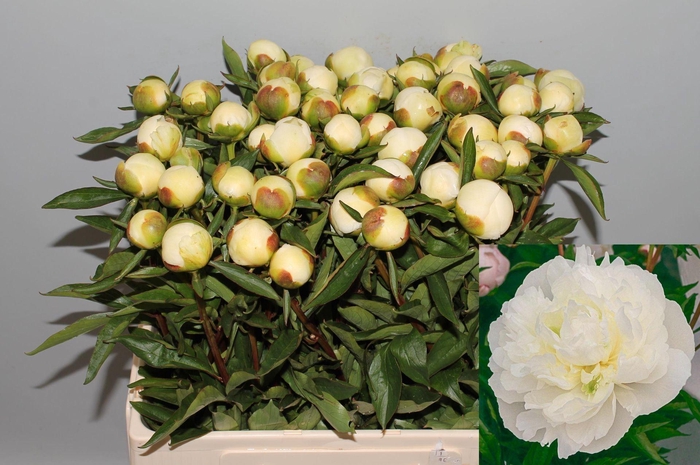 <h4>PAEONIA LACT. 'DUCHESSE DE NEMOUR'</h4>