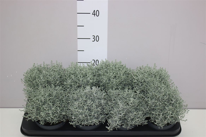 <h4>Calocephalus</h4>