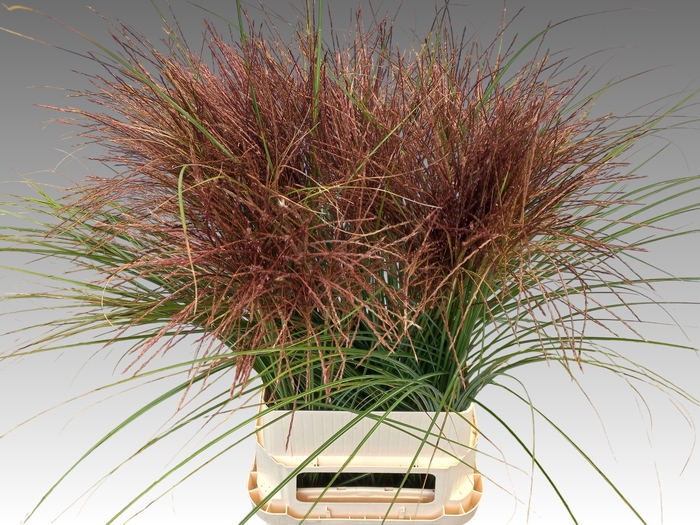 <h4>MISC SINENSIS OV</h4>