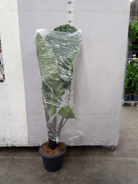 <h4>Alocasia   ...</h4>
