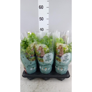 Phlebodium aureum 'Davana'