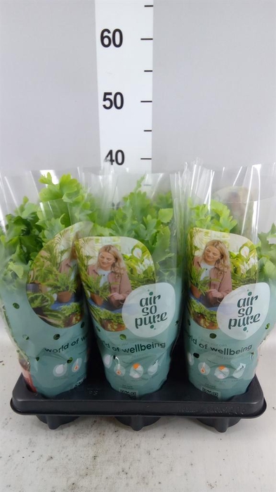 <h4>Phlebodium aureum 'Davana'</h4>