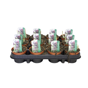 Bol op pot Frittelaria (Kievitsbloem)