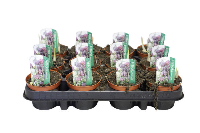 <h4>Bol op pot Frittelaria (Kievitsbloem)</h4>