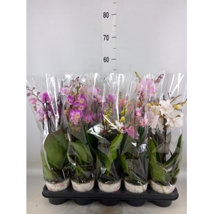 Phalaenopsis   ...mix