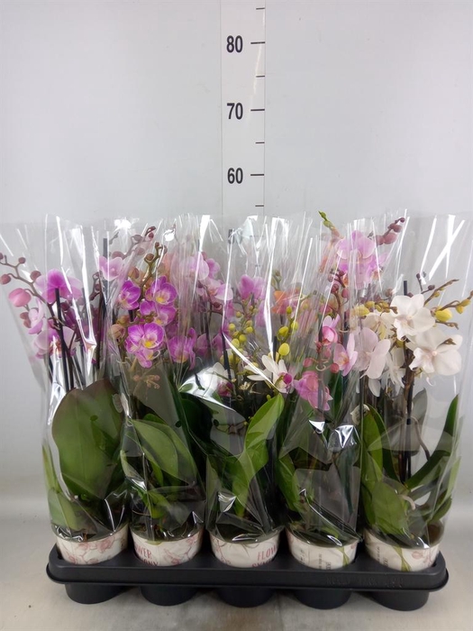 <h4>Phalaenopsis   ...mix</h4>