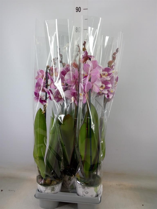 <h4>Phalaenopsis 'Ant Barcelona'</h4>