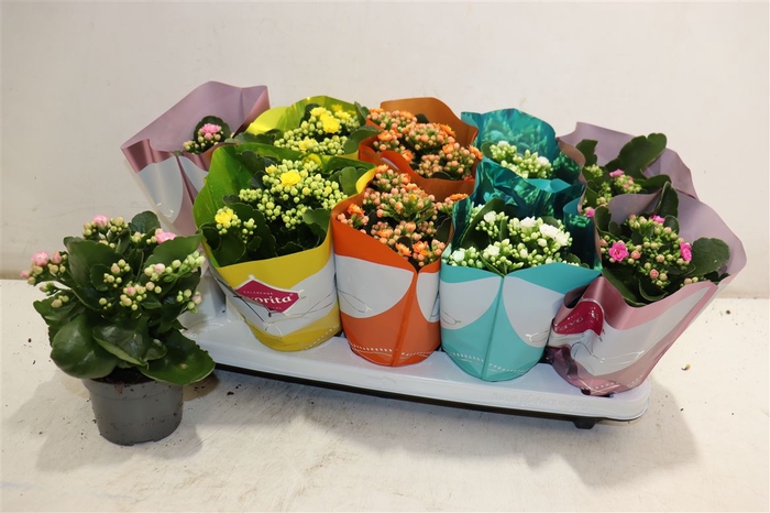 <h4>Kalanchoe Double Deluxe Mix</h4>