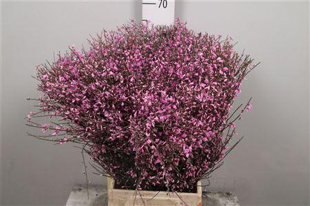 <h4>Genista Pink (400gr)</h4>