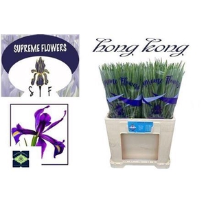 Iris Hong Kong