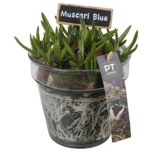 PTMB1014 Arrangementen Muscari