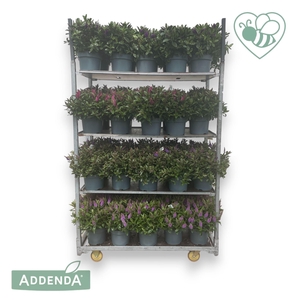 Hebe Addenda