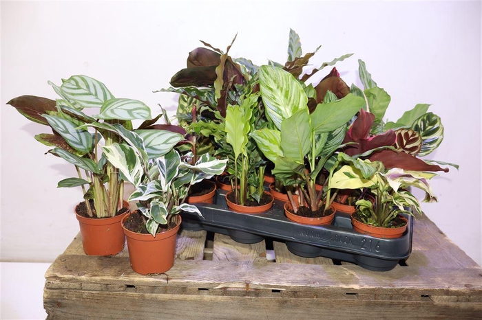 <h4>arr8 Calat Gem</h4>