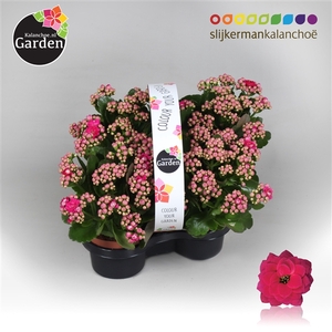 Garden Kalanchoe - Purple 4-pack