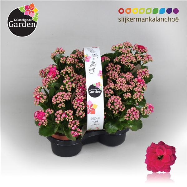 <h4>Garden Kalanchoe - Purple 4-pack</h4>