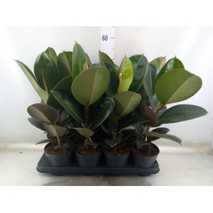 Ficus elastica 'Robusta'