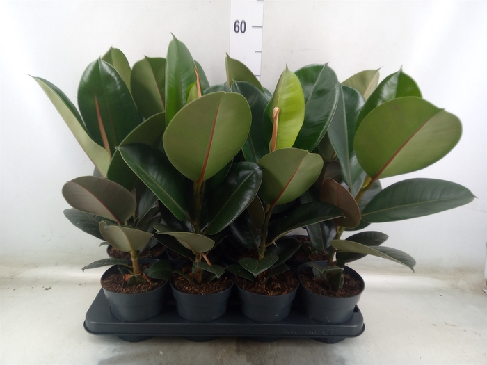 <h4>Ficus elastica 'Robusta'</h4>