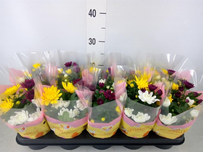 <h4>Chrysanthemum ..mix/pot</h4>