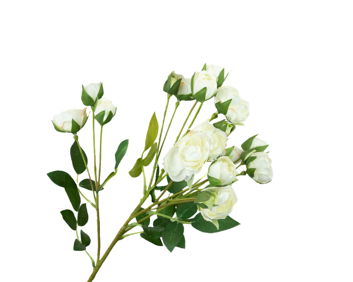 Rosa Spray White