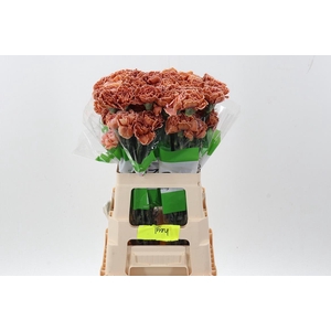 Di St Tinted Vintage