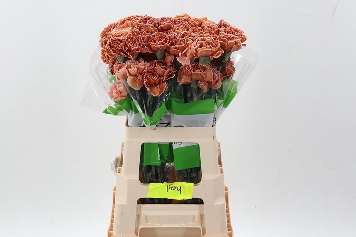 <h4>Di St Tinted Vintage</h4>