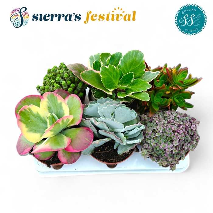 <h4>Festival® - Succulents Mix (Deluxe)</h4>