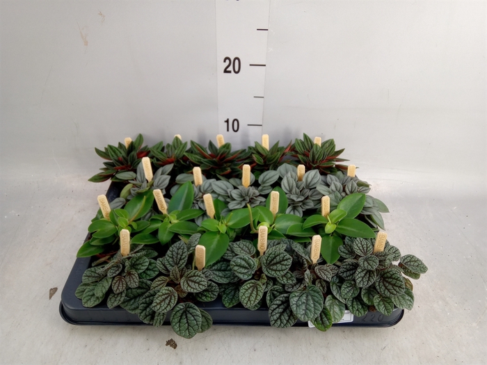 <h4>Peperomia   ...mix</h4>