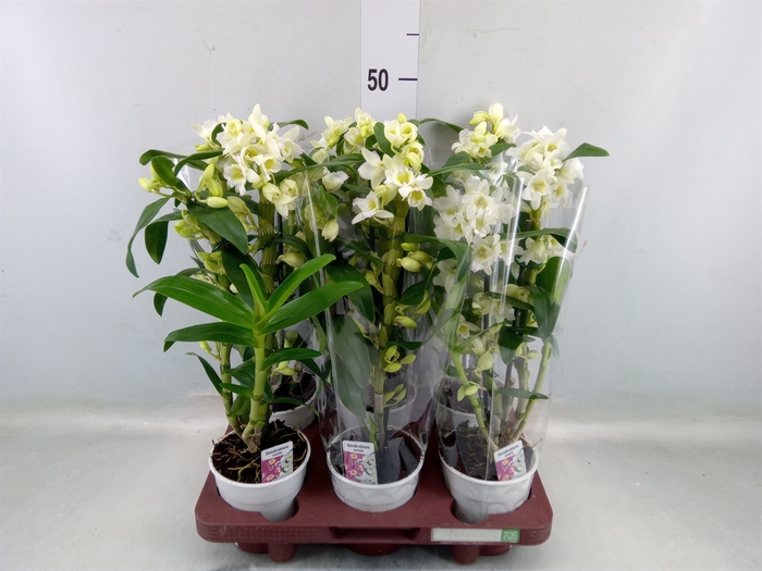 <h4>Dendrobium nob. 'StarCla Apollon'</h4>