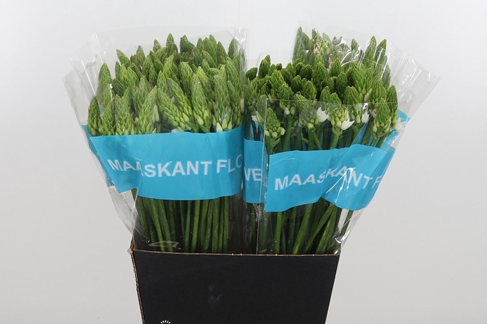 <h4>Ornithogalum T Mount Fuji</h4>